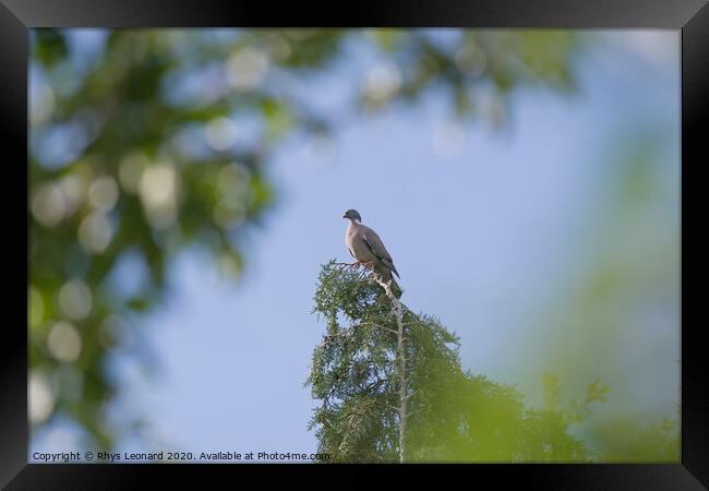 Distant majestic portrait of a wood pigeon on top of an evergreen tree Framed Print by Rhys Leonard