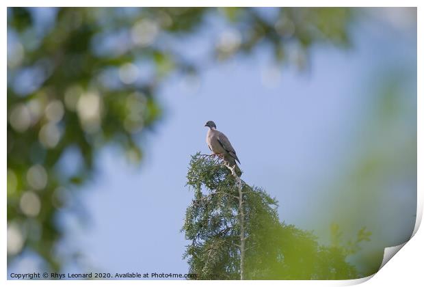 Distant majestic portrait of a wood pigeon on top of an evergreen tree Print by Rhys Leonard