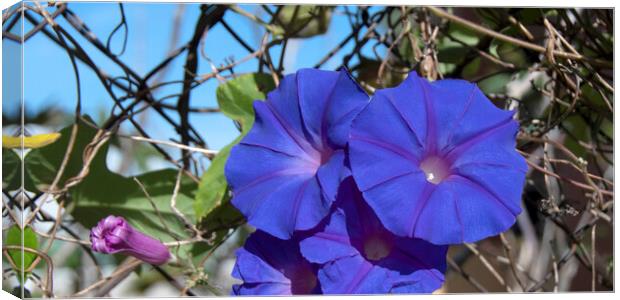 Purple Morning Glory, climbing flower.  Canvas Print by Geoff Childs