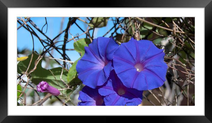 Purple Morning Glory, climbing flower.  Framed Mounted Print by Geoff Childs