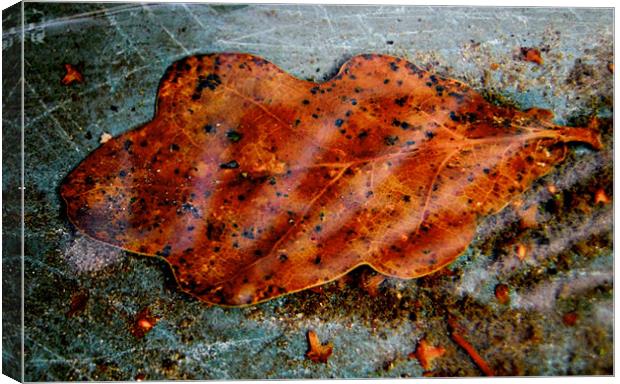 amber leaf Canvas Print by Heather Newton