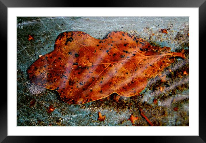 amber leaf Framed Mounted Print by Heather Newton