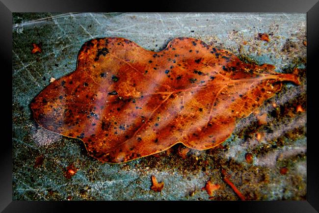 amber leaf Framed Print by Heather Newton