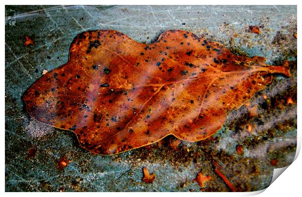 amber leaf Print by Heather Newton