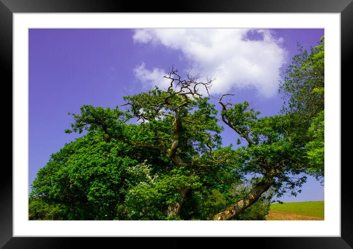 The Sessile Oak Framed Mounted Print by Paddy Art