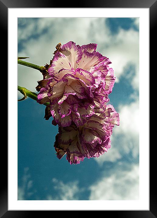 Carnation Framed Mounted Print by Doug McRae
