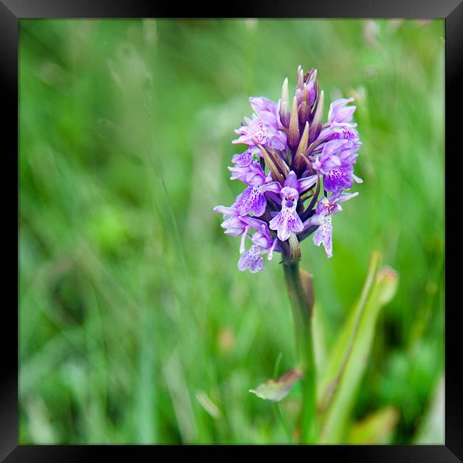 Common Orchid Framed Print by Stephen Mole