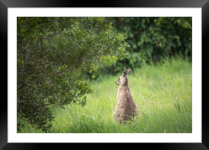 Eastern Grey Kangaroo Framed Mounted Print by Pete Evans