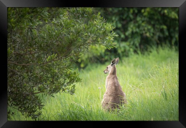 Eastern Grey Kangaroo Framed Print by Pete Evans
