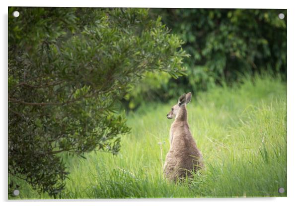 Eastern Grey Kangaroo Acrylic by Pete Evans