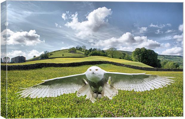 Dalescape ~ Snowy Owl/The Dales Composition Canvas Print by Sandi-Cockayne ADPS