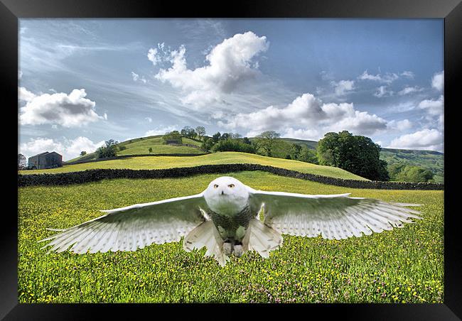 Dalescape ~ Snowy Owl/The Dales Composition Framed Print by Sandi-Cockayne ADPS