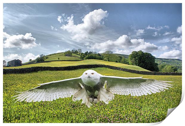 Dalescape ~ Snowy Owl/The Dales Composition Print by Sandi-Cockayne ADPS