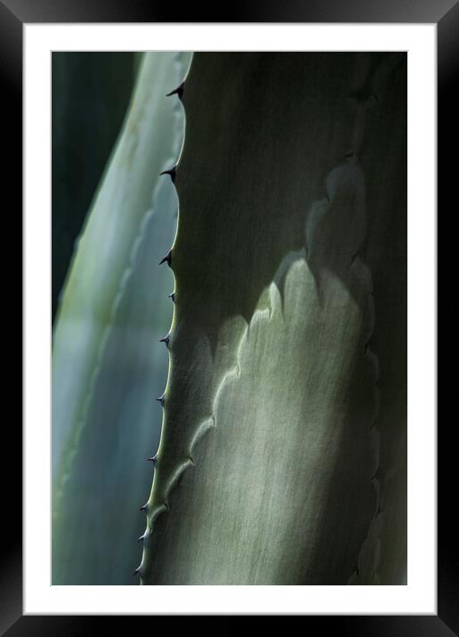 Agave cactus thorns Framed Mounted Print by Phil Crean