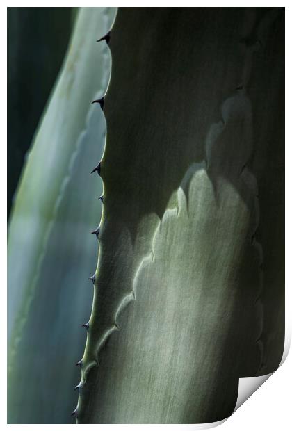 Agave cactus thorns Print by Phil Crean