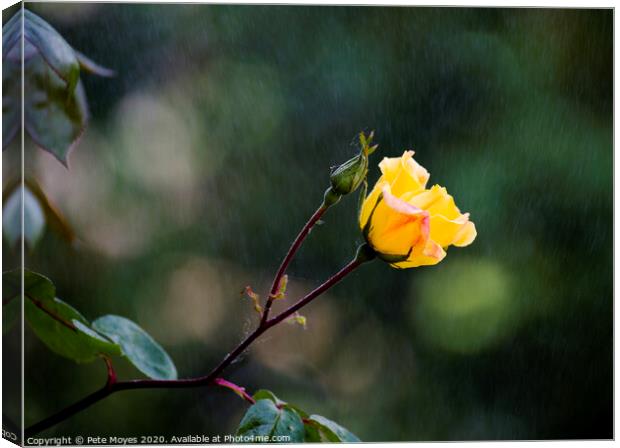 Raindrops on Roses Canvas Print by Pete Moyes