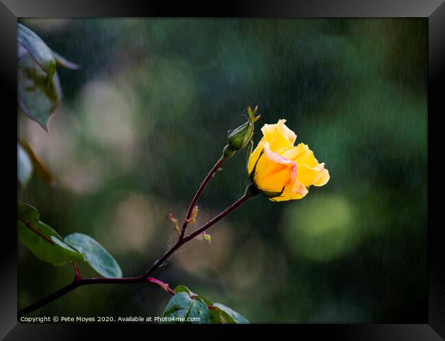 Raindrops on Roses Framed Print by Pete Moyes