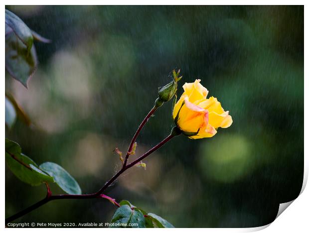 Raindrops on Roses Print by Pete Moyes