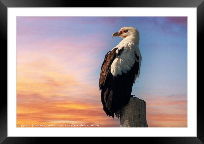 Eagle at sunset Framed Mounted Print by Marketa Zvelebil