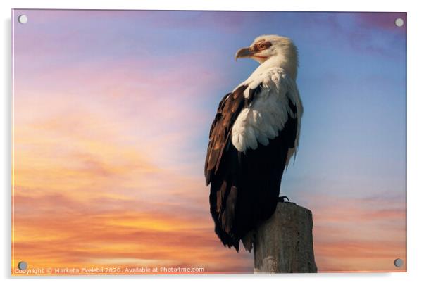 Eagle at sunset Acrylic by Marketa Zvelebil