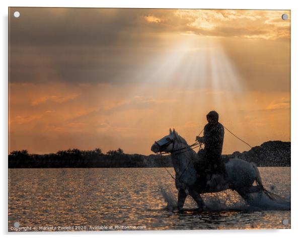 A horse guardian riding in the sun glow Acrylic by Marketa Zvelebil