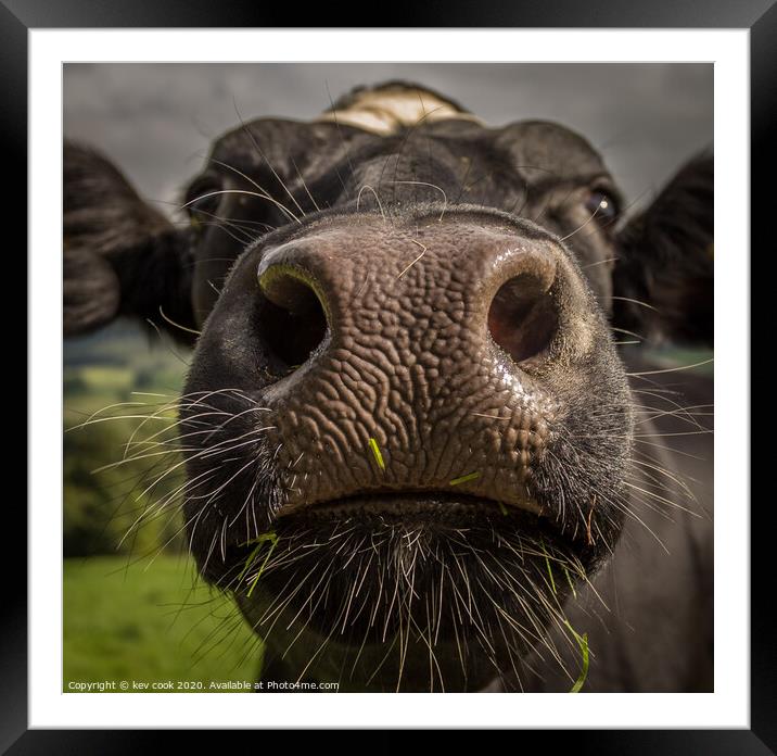 Coo Nose Framed Mounted Print by kevin cook