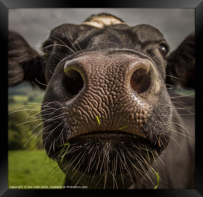 Coo Nose Framed Print by kevin cook