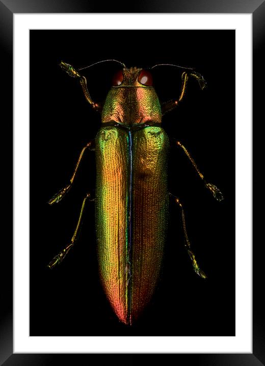 Metallic Jewel Beetle  Framed Mounted Print by Kelly Bailey