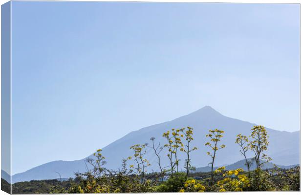 Mount Teide and yellow anis flowers Canvas Print by Phil Crean