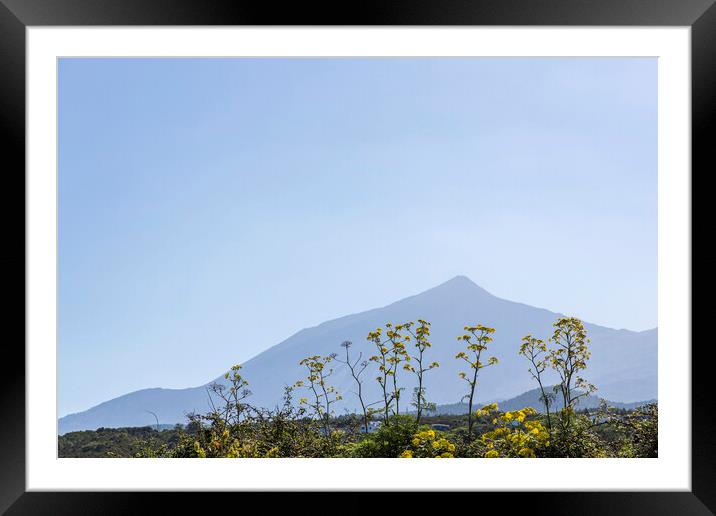 Mount Teide and yellow anis flowers Framed Mounted Print by Phil Crean