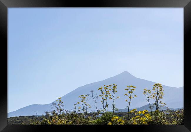 Mount Teide and yellow anis flowers Framed Print by Phil Crean