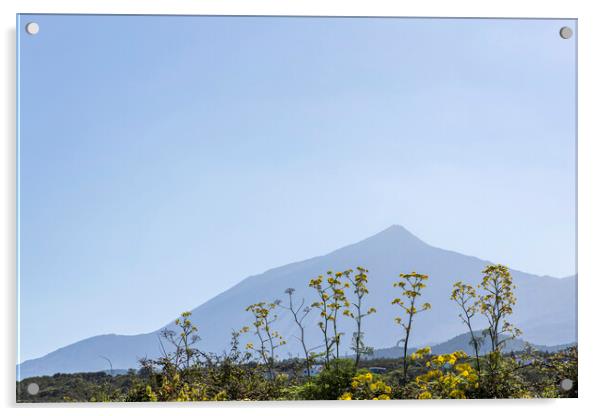 Mount Teide and yellow anis flowers Acrylic by Phil Crean
