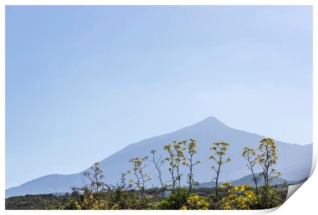 Mount Teide and yellow anis flowers Print by Phil Crean