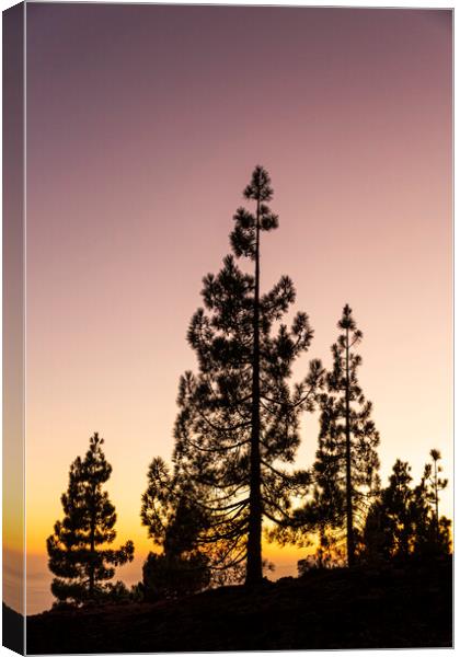Canarian pines at sunset Canvas Print by Phil Crean