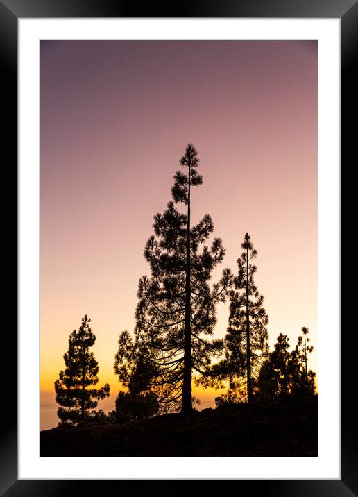 Canarian pines at sunset Framed Mounted Print by Phil Crean
