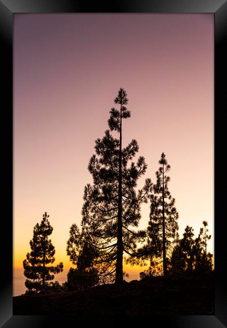 Canarian pines at sunset Framed Print by Phil Crean