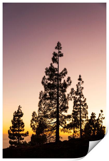 Canarian pines at sunset Print by Phil Crean