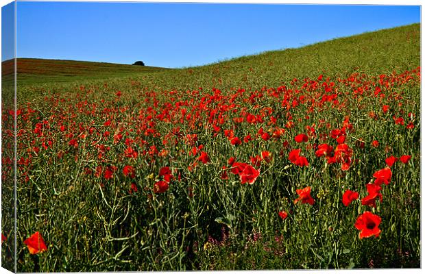 Poppies by Nature Canvas Print by Alice Gosling