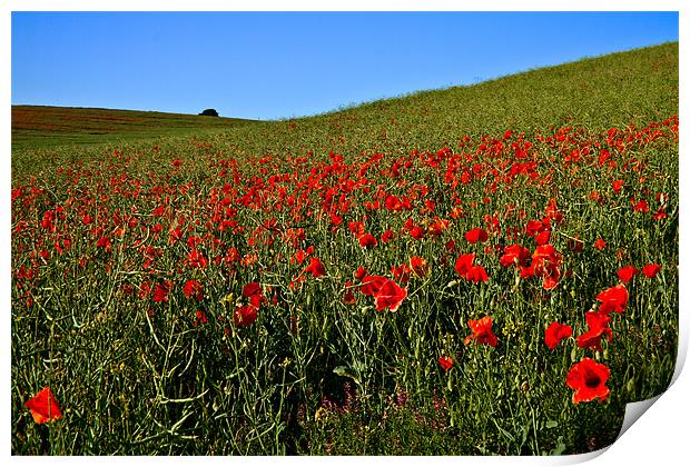 Poppies by Nature Print by Alice Gosling