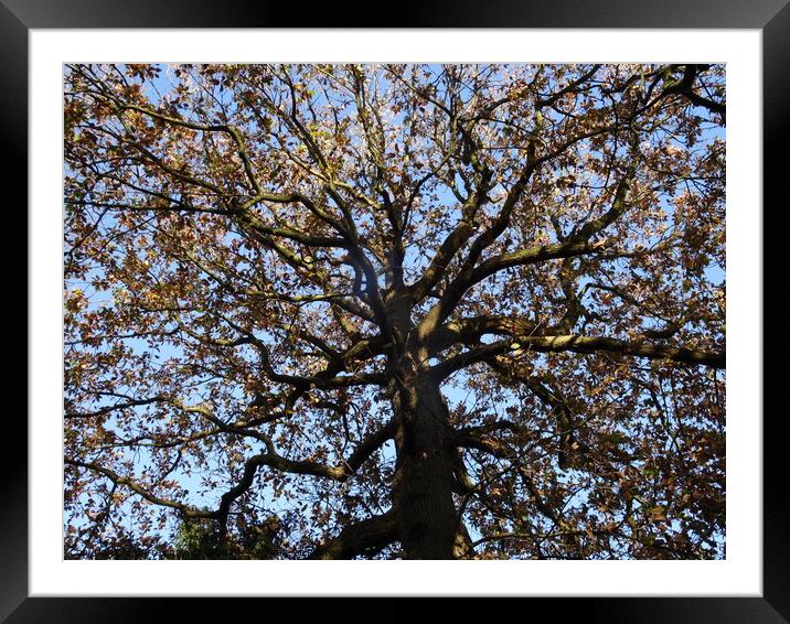 Autumn tree Framed Mounted Print by darrell haywood