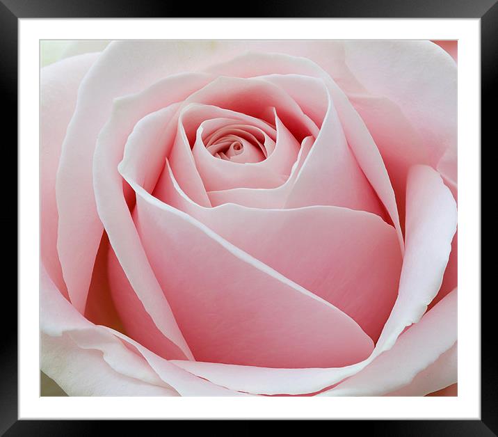 Pink Rose Framed Mounted Print by Tony Bates