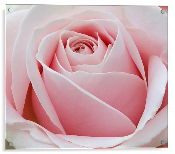 Pink Rose Acrylic by Tony Bates