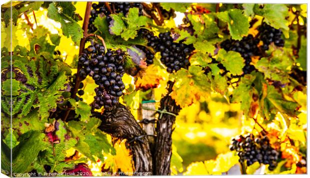 Red grapes on vineyard over bright green background. Background Canvas Print by Przemek Iciak