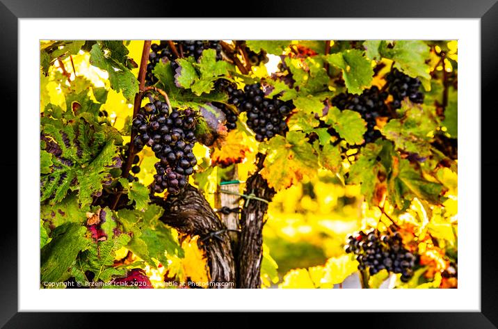 Red grapes on vineyard over bright green background. Background Framed Mounted Print by Przemek Iciak