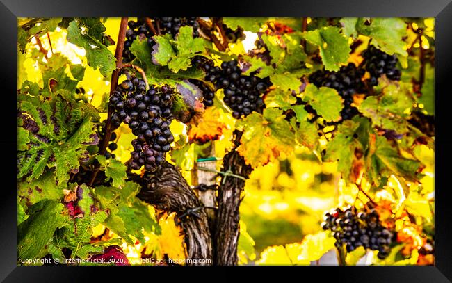 Red grapes on vineyard over bright green background. Background Framed Print by Przemek Iciak