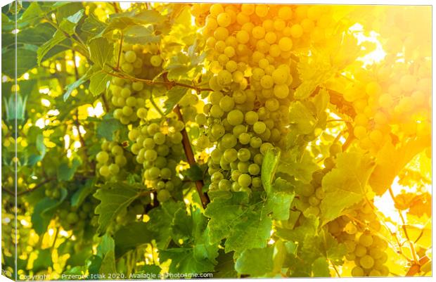 Green grapes on vineyard over bright green background. Sun flare Canvas Print by Przemek Iciak