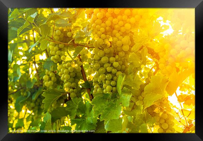 Green grapes on vineyard over bright green background. Sun flare Framed Print by Przemek Iciak