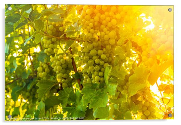 Green grapes on vineyard over bright green background. Sun flare Acrylic by Przemek Iciak