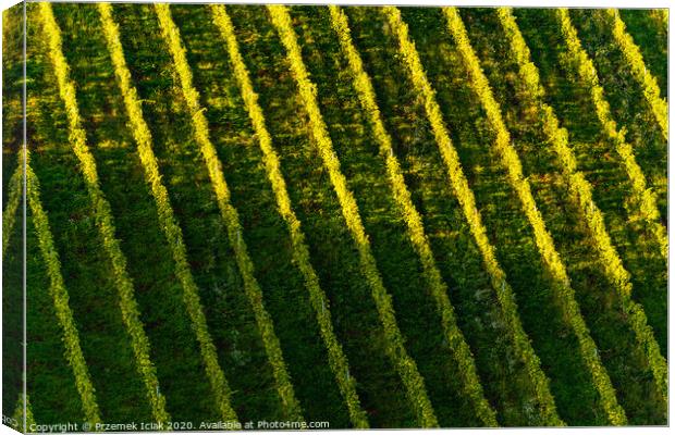 Rows Of Vineyard Grape Vines. Autumn Landscape. Austria south Styria . Abstract Background Of Autumn Vineyards Rows. Canvas Print by Przemek Iciak