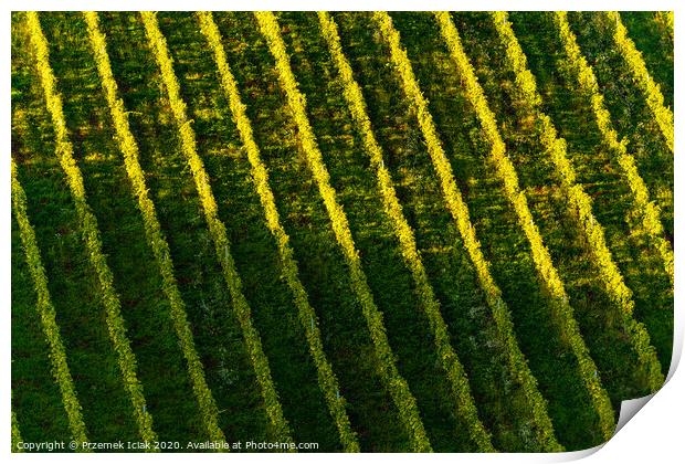 Rows Of Vineyard Grape Vines. Autumn Landscape. Austria south Styria . Abstract Background Of Autumn Vineyards Rows. Print by Przemek Iciak